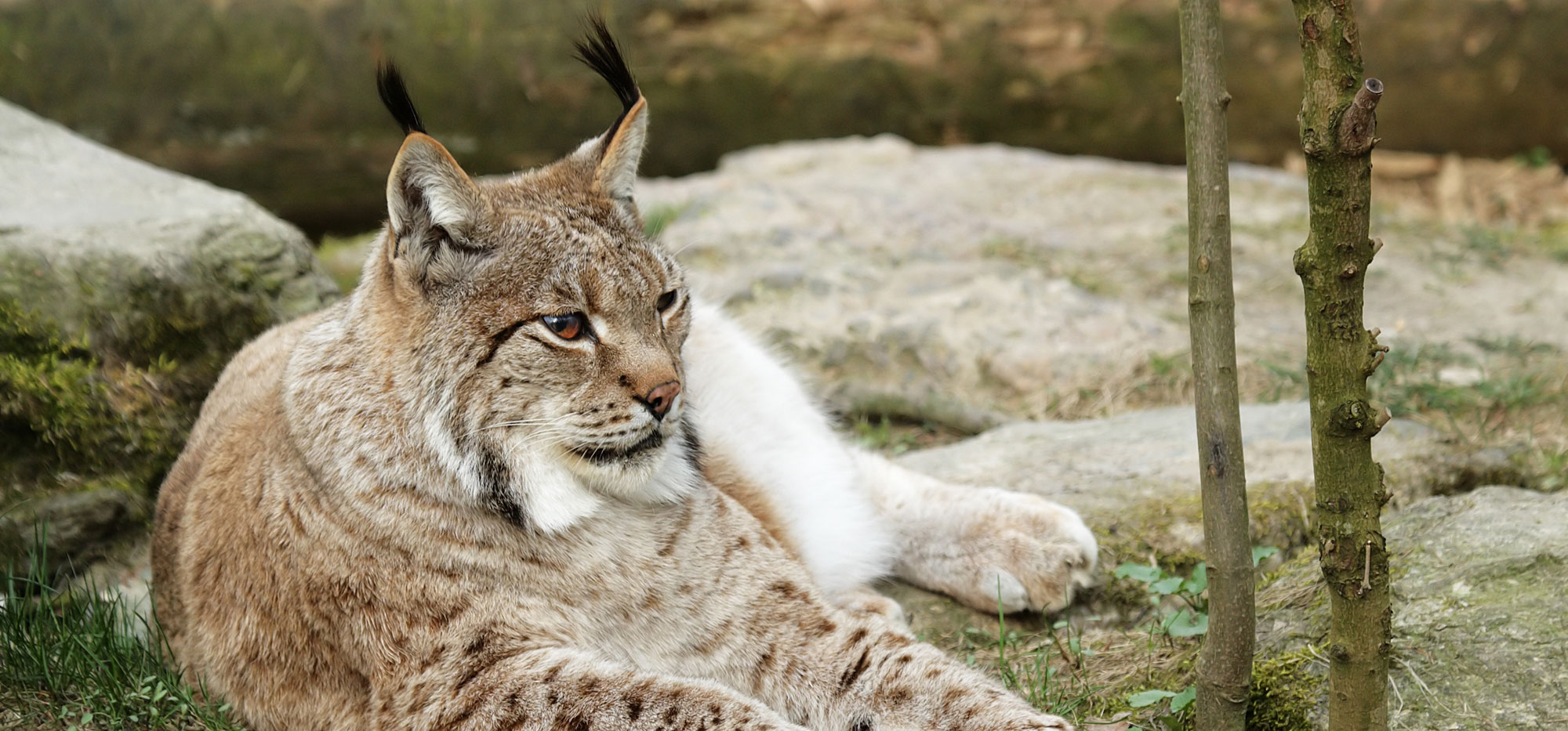 Luchs - Nationalpark Bayerischer Wald