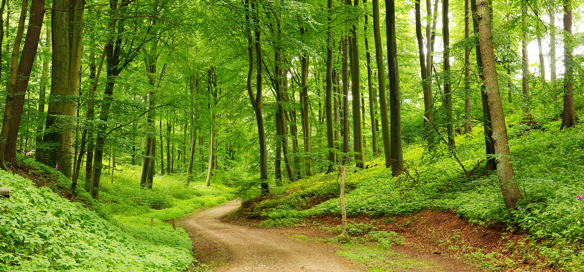 herrliche Waldlandschaft in Bayern